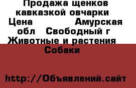 Продажа щенков кавказкой овчарки › Цена ­ 15 000 - Амурская обл., Свободный г. Животные и растения » Собаки   